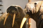 museum aquarium de nancy 8-2022 3886